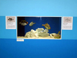 仮設水族館の写真